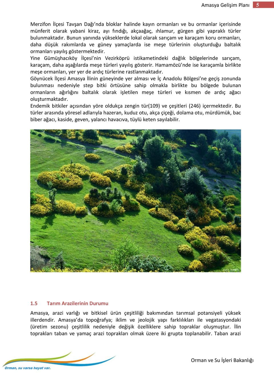 Bunun yanında yükseklerde lokal olarak sarıçam ve karaçam koru ormanları, daha düşük rakımlarda ve güney yamaçlarda ise meşe türlerinin oluşturduğu baltalık ormanları yayılış göstermektedir.