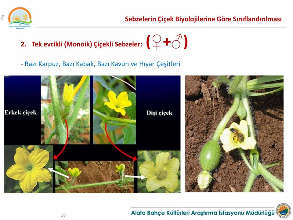 Tek evcikli (Monoik) Çiçekli Sebzeler: (