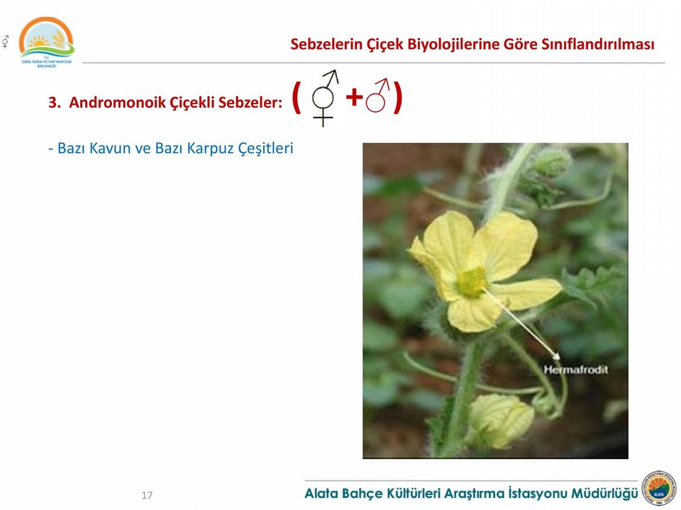 Andromonoik Çiçekli Sebzeler: ( -