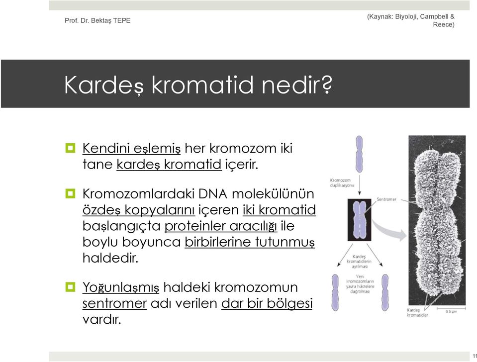 Kromozomlardaki DNA molekülünün özdeş kopyalarını içeren iki kromatid