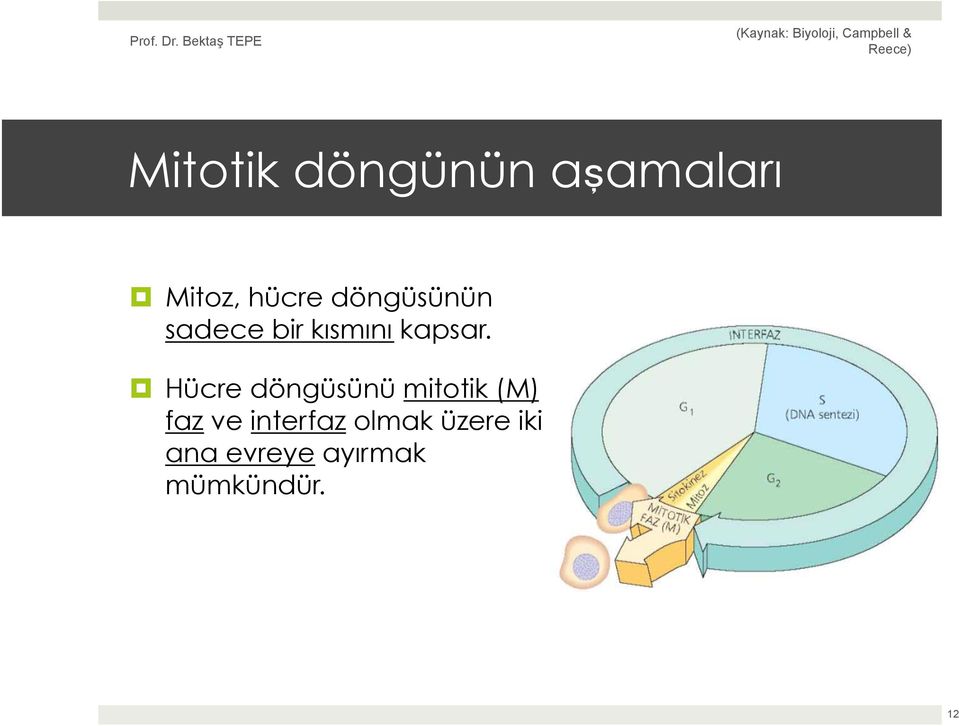 Hücre döngüsünü mitotik (M) faz ve