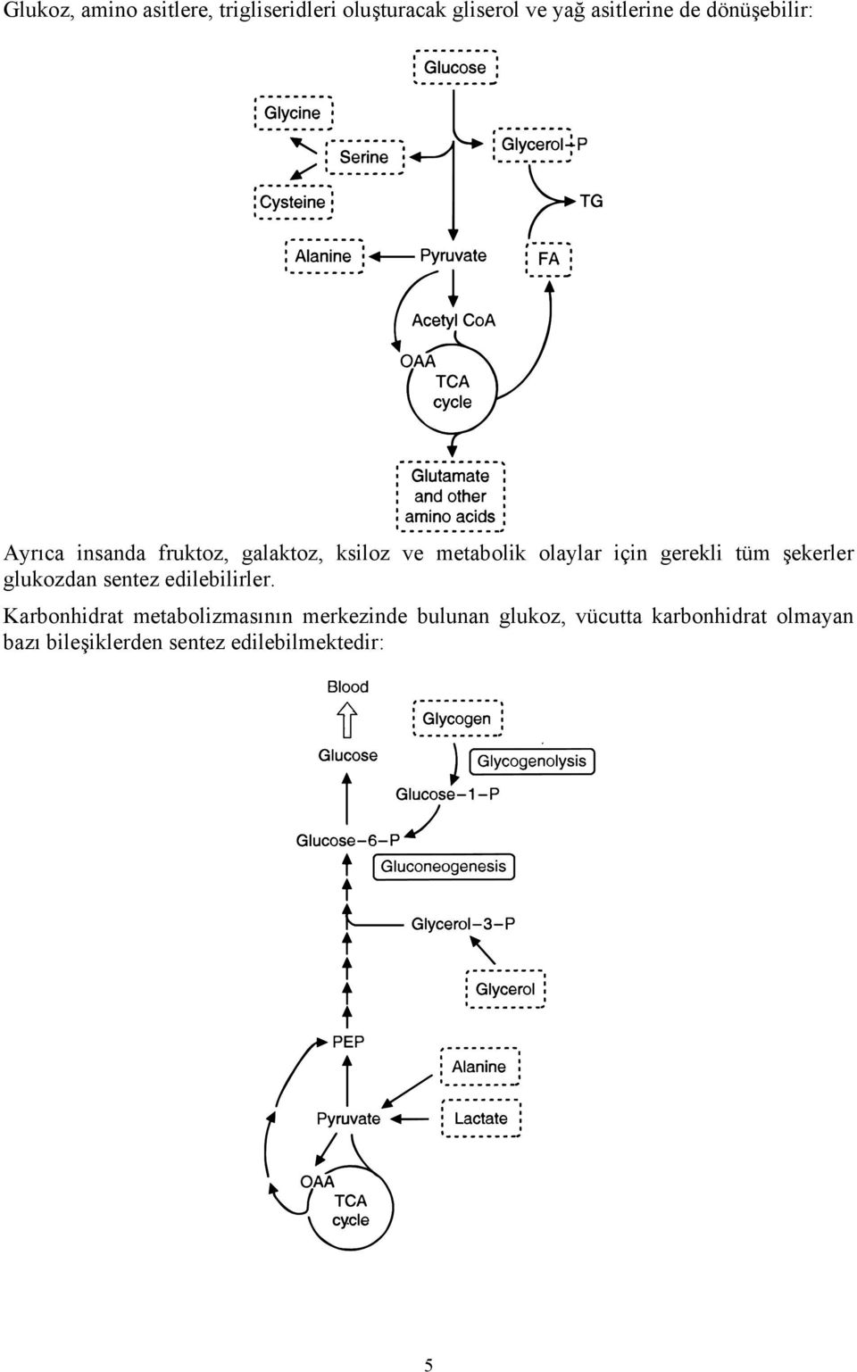 gerekli tüm şekerler glukozdan sentez edilebilirler.