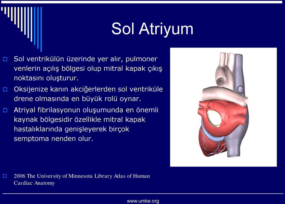 Atriyal fibrilasyonun oluşumunda en önemli kaynak bölgesidir özellikle mitral kapak hastalıklarında