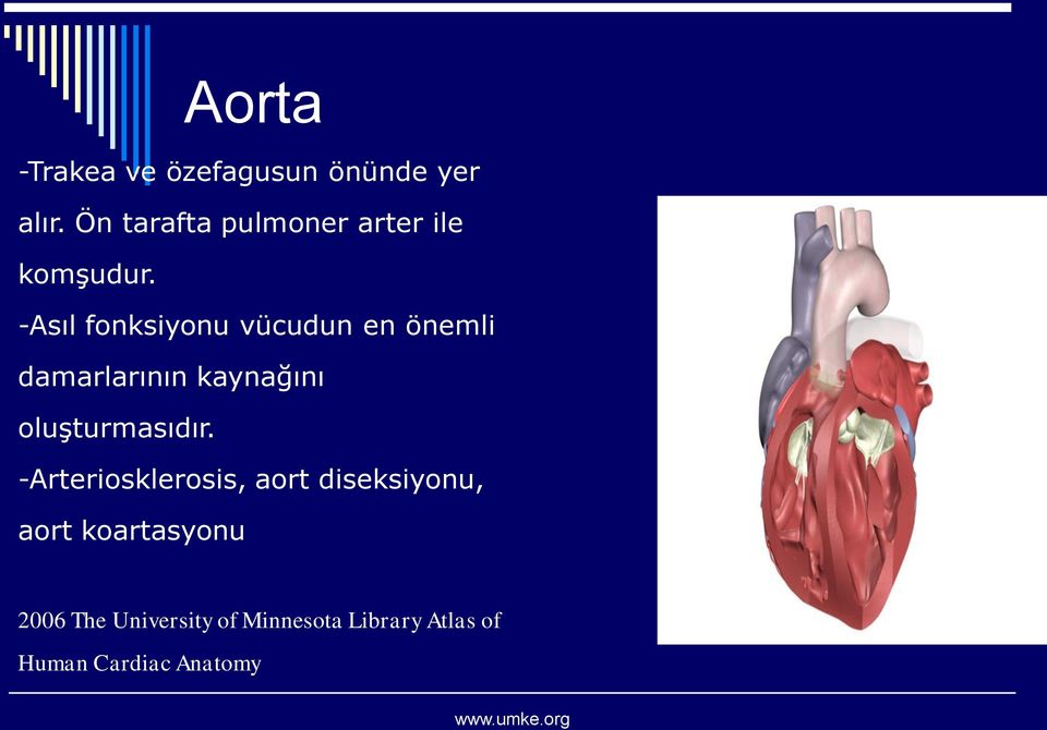 -Asıl fonksiyonu vücudun en önemli damarlarının kaynağını