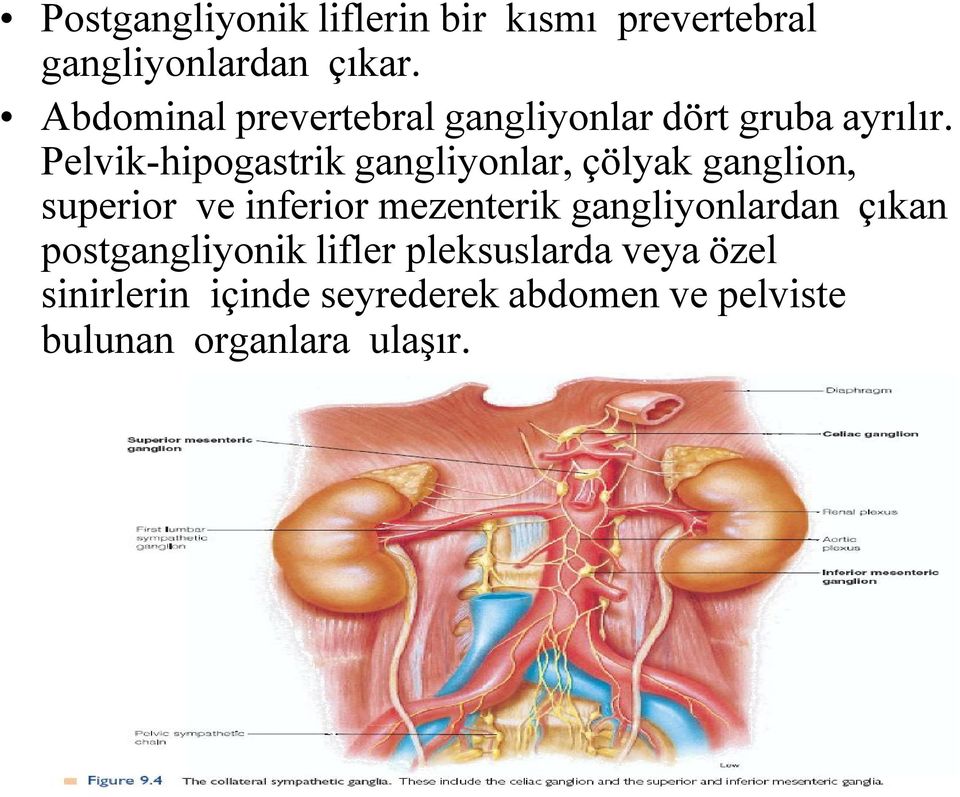 Pelvik-hipogastrik gangliyonlar, çölyak ganglion, superior ve inferior mezenterik