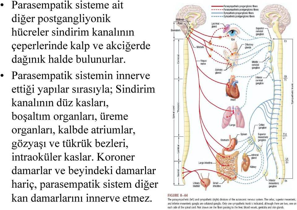 Parasempatik sistemin innerve ettiği yapılar sırasıyla; Sindirim kanalının düz kasları, boşaltım