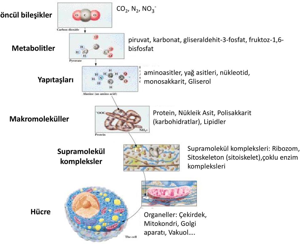 Nükleik Asit, Polisakkarit (karbohidratlar), Lipidler Supramolekül kompleksler Supramolekül kompleksleri: