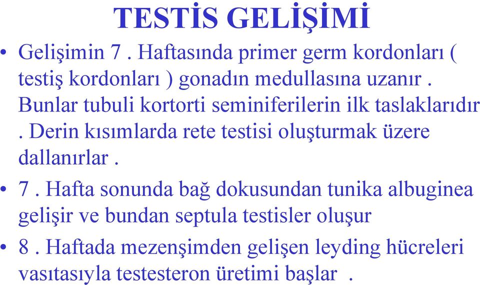 Bunlar tubuli kortorti seminiferilerin ilk taslaklarıdır.