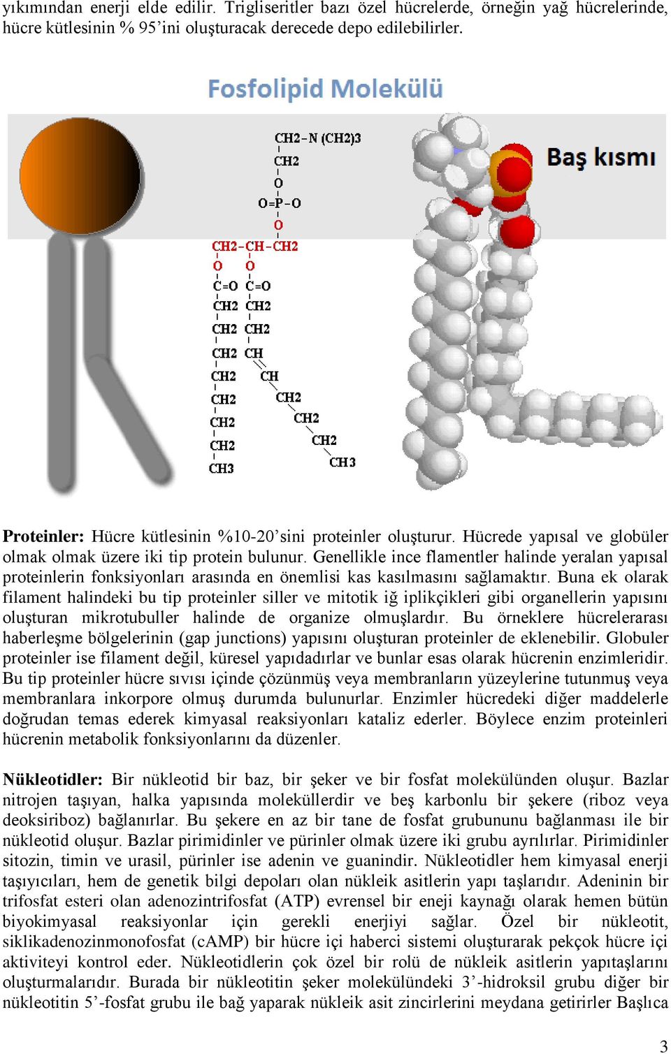 Genellikle ince flamentler halinde yeralan yapısal proteinlerin fonksiyonları arasında en önemlisi kas kasılmasını sağlamaktır.