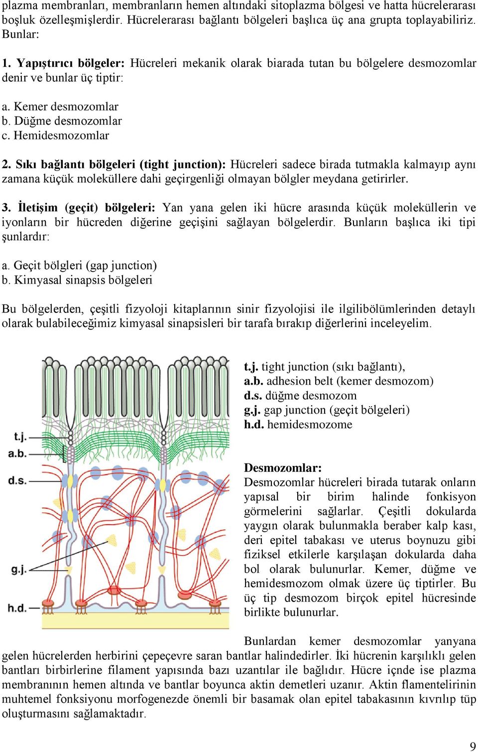 Sıkı bağlantı bölgeleri (tight junction): Hücreleri sadece birada tutmakla kalmayıp aynı zamana küçük moleküllere dahi geçirgenliği olmayan bölgler meydana getirirler. 3.