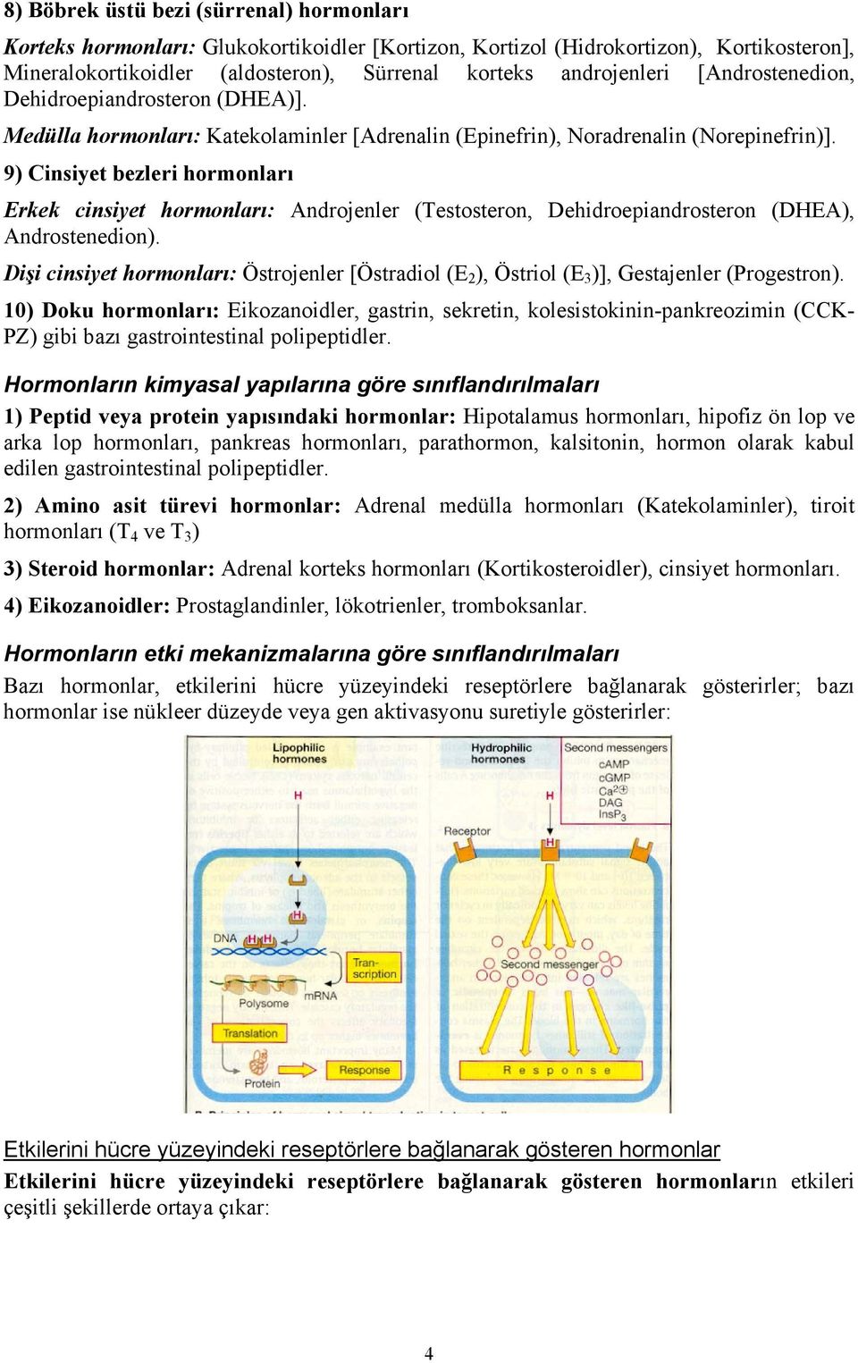 9) Cinsiyet bezleri hormonları Erkek cinsiyet hormonları: Androjenler (Testosteron, Dehidroepiandrosteron (DHEA), Androstenedion).