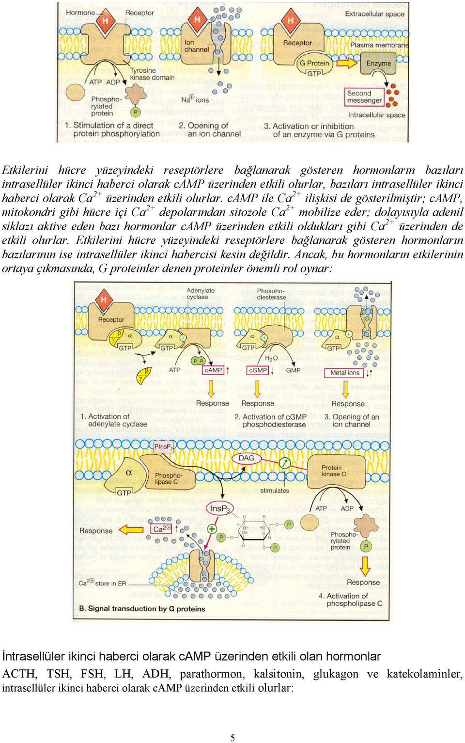 camp ile Ca2+ ilişkisi de gösterilmiştir; camp, mitokondri gibi hücre içi Ca2+ depolarından sitozole Ca2+ mobilize eder; dolayısıyla adenil siklazı aktive eden bazı hormonlar camp üzerinden etkili