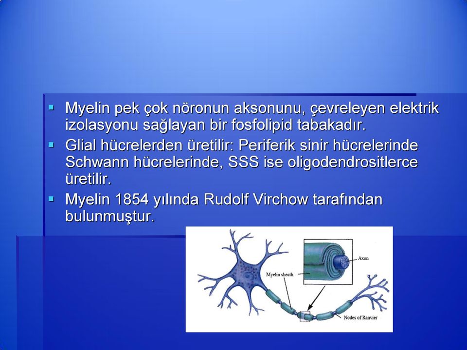 Glial hücrelerden üretilir: Periferik sinir hücrelerinde Schwann