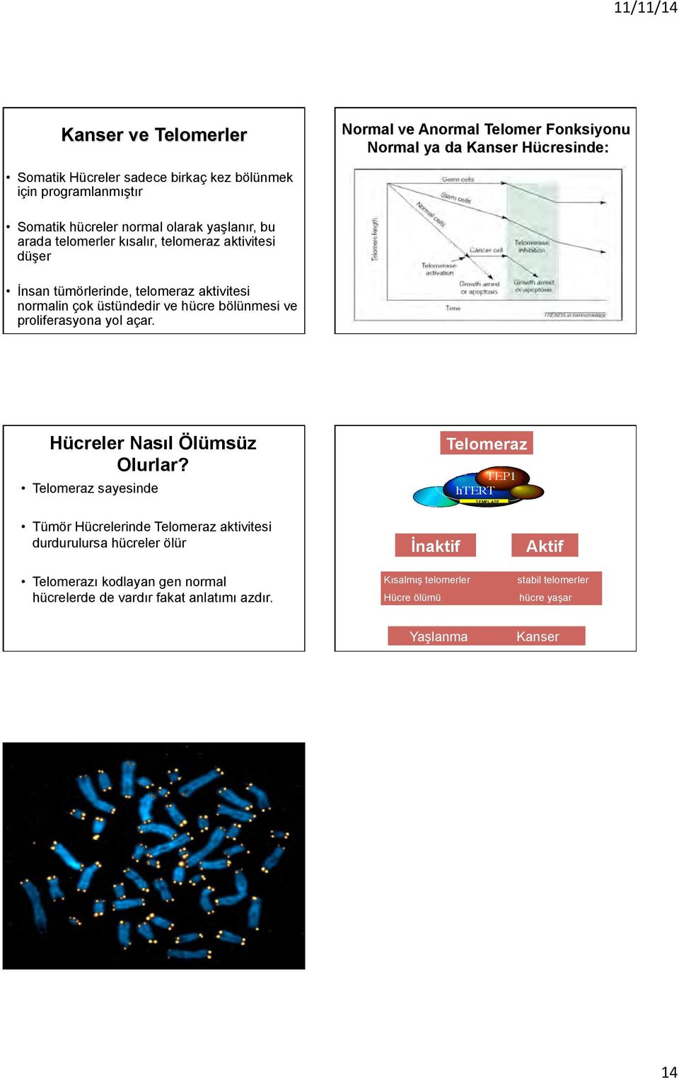 Telomeraz sayesinde Tümör Hücrelerinde Telomeraz aktivitesi durdurulursa hücreler ölür Telomerazı kodlayan gen normal hücrelerde de vardır fakat anlatımı azdır.