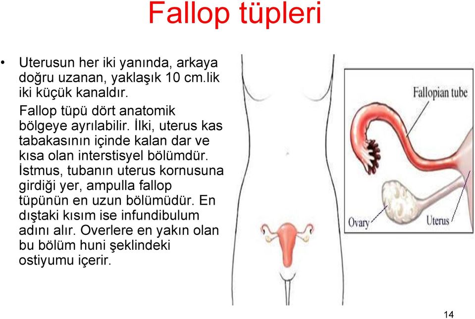 İlki, uterus kas tabakasının içinde kalan dar ve kısa olan interstisyel bölümdür.