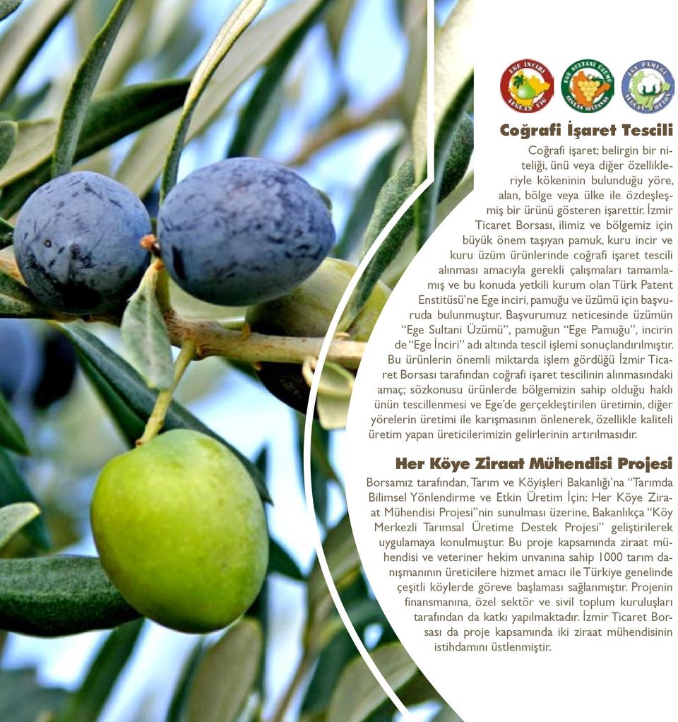 yetkili kurum olan Türk Patent Enstitüsü ne Ege inciri, pamuğu ve üzümü için başvuruda bulunmuştur.