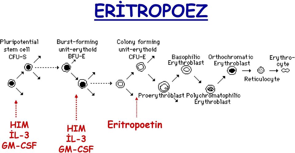 Eritropoetin