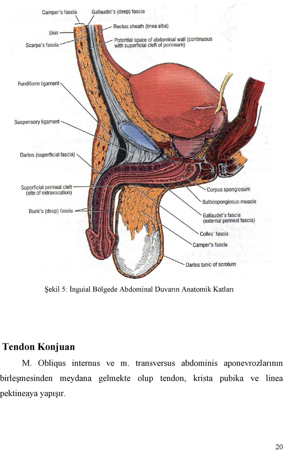 transversus abdominis aponevrozlarının birleşmesinden