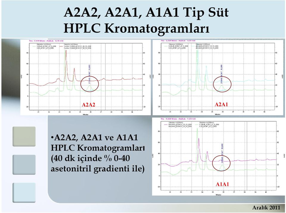 ve A1A1 HPLC Kromatogramları (40 dk