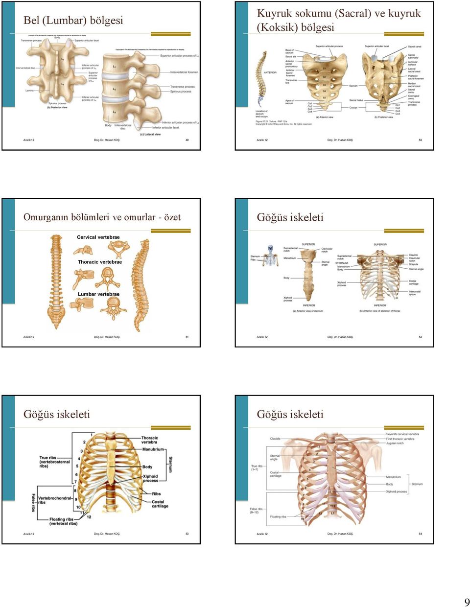 Hasan KOÇ 50 Omurganın bölümleri ve omurlar - özet Göğüs iskeleti Cervical vertebrae Thoracic