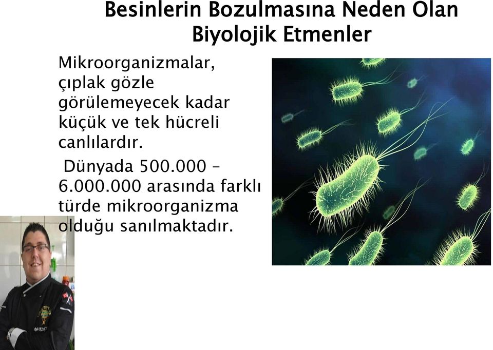 küçük ve tek hücreli canlılardır. Dünyada 500.000 