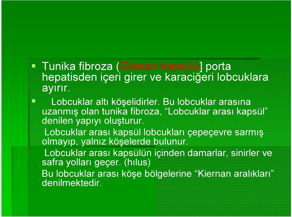 Bu lobcuklar arasına uzanmış olan tunika fibroza, Lobcuklar arası kapsül denilen yapıyı oluşturur.