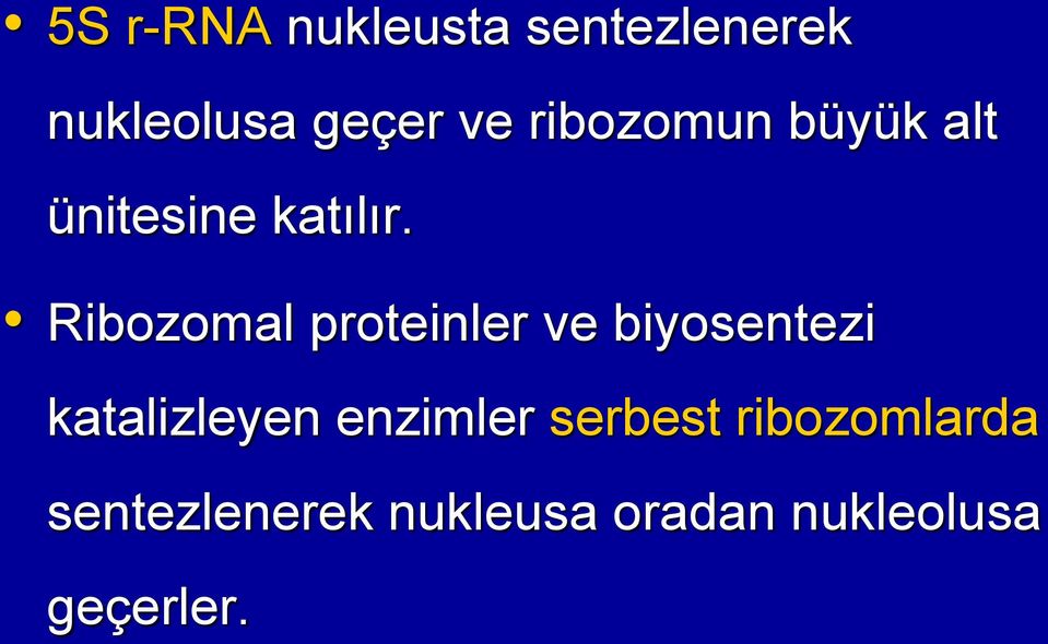 Ribozomal proteinler ve biyosentezi katalizleyen