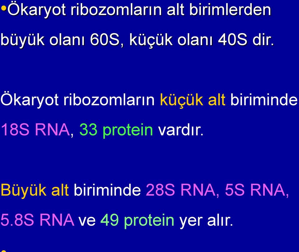 Ökaryot ribozomların küçük alt biriminde 18S RNA, 33