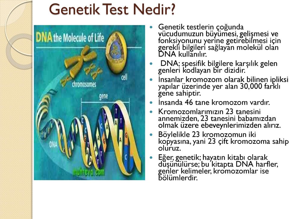 DNA; spesifik bilgilere karşılık gelen genleri kodlayan bir dizidir. İnsanlar kromozom olarak bilinen ipliksi yapılar üzerinde yer alan 30,000 farklı gene sahiptir.