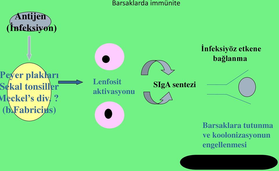 fabricius) Lenfosit aktivasyonu SIgA sentezi