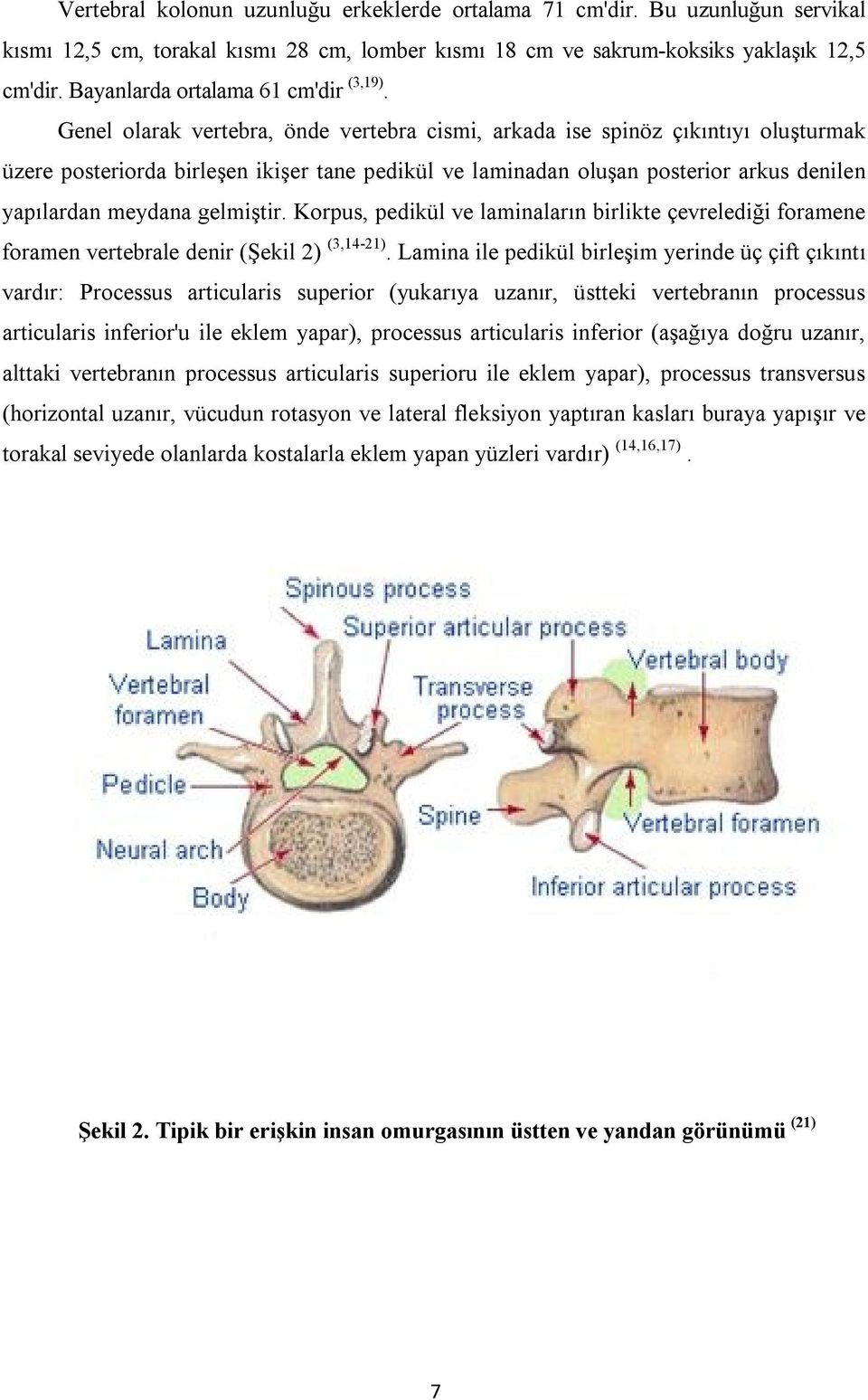 Genel olarak vertebra, önde vertebra cismi, arkada ise spinöz çıkıntıyı oluşturmak üzere posteriorda birleşen ikişer tane pedikül ve laminadan oluşan posterior arkus denilen yapılardan meydana