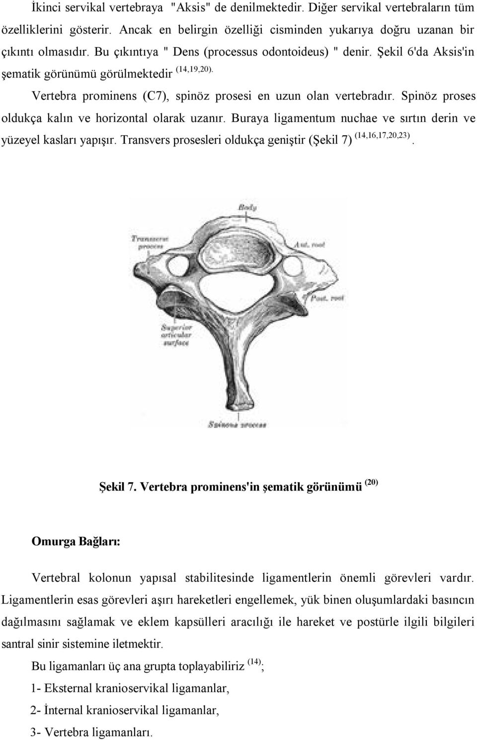 Spinöz proses oldukça kalın ve horizontal olarak uzanır. Buraya ligamentum nuchae ve sırtın derin ve yüzeyel kasları yapışır. Transvers prosesleri oldukça geniştir (Şekil 7) (14,16,17,20,23). Şekil 7.