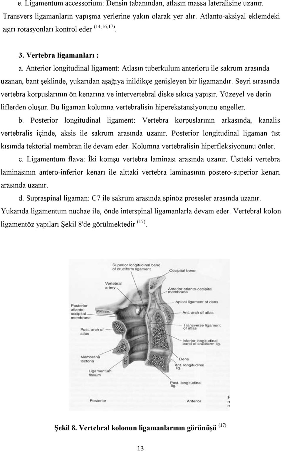 Anterior longitudinal ligament: Atlasın tuberkulum anterioru ile sakrum arasında uzanan, bant şeklinde, yukarıdan aşağıya inildikçe genişleyen bir ligamandır.