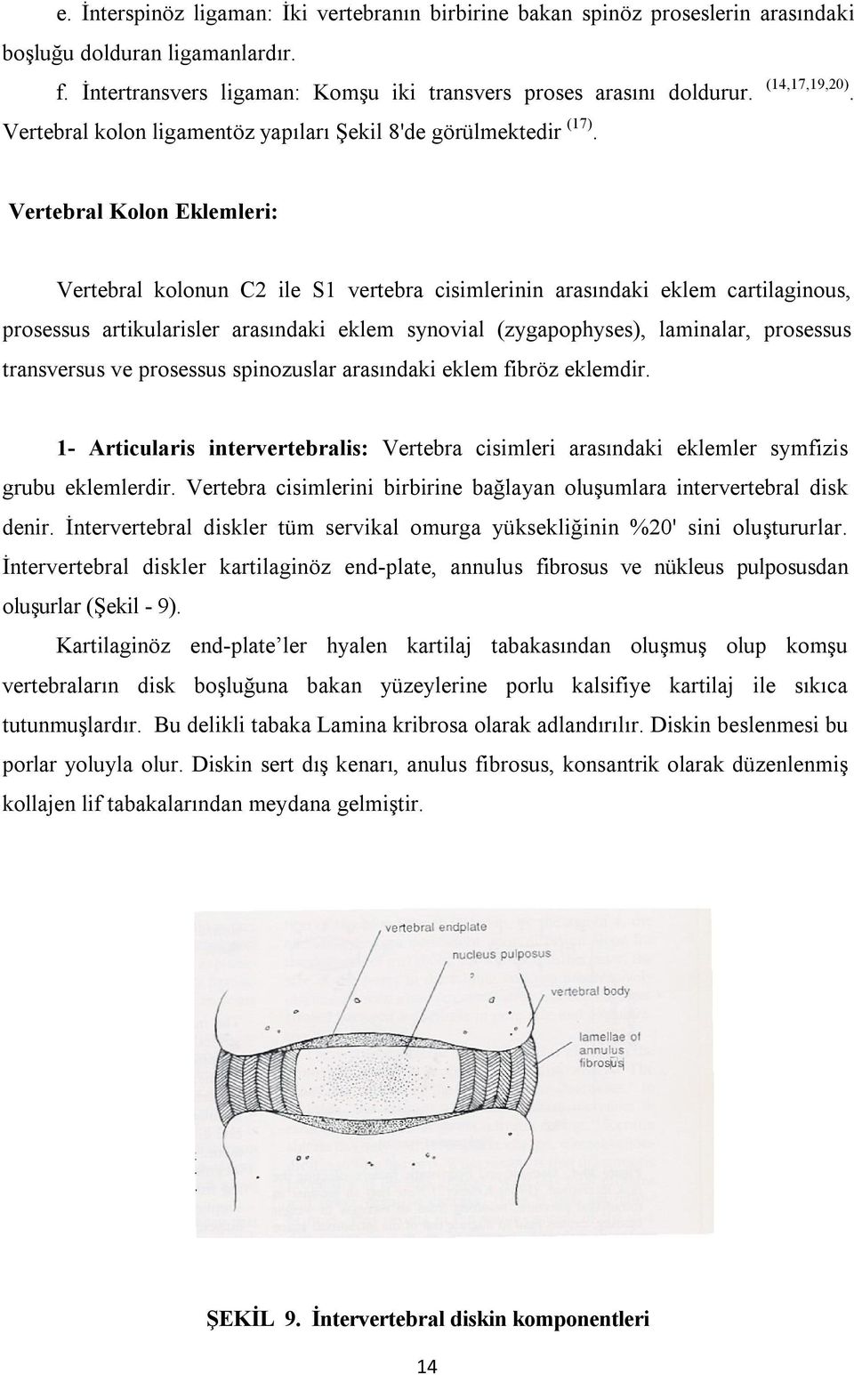Vertebral Kolon Eklemleri: Vertebral kolonun C2 ile S1 vertebra cisimlerinin arasındaki eklem cartilaginous, prosessus artikularisler arasındaki eklem synovial (zygapophyses), laminalar, prosessus