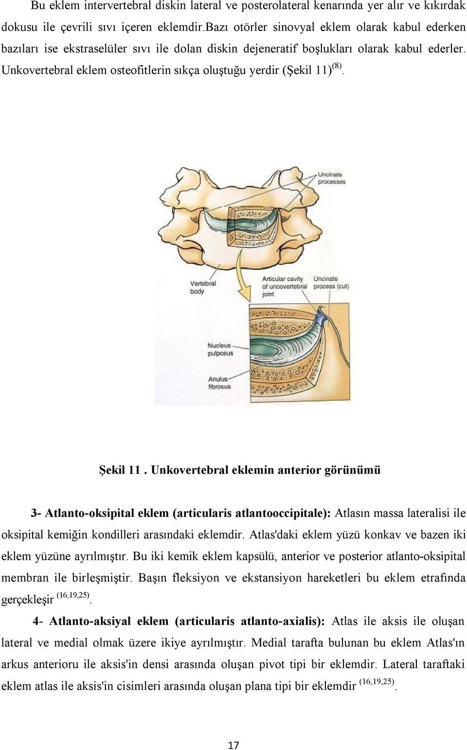 Unkovertebral eklem osteofitlerin sıkça oluştuğu yerdir (Şekil 11) (8). Şekil 11.