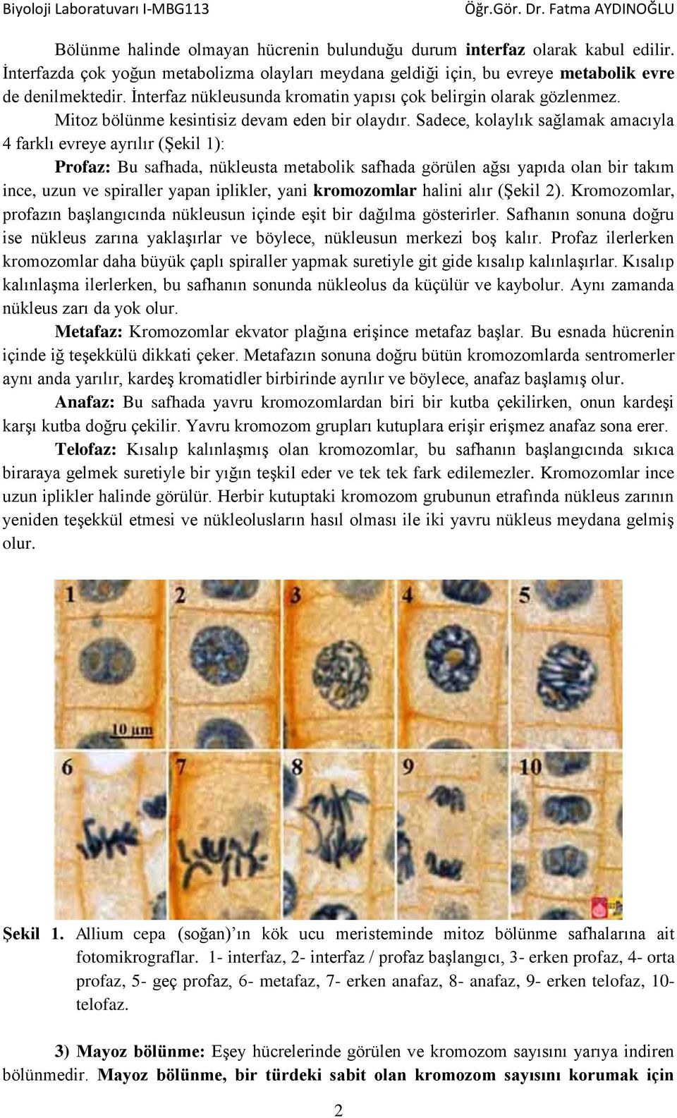 Sadece, kolaylık sağlamak amacıyla 4 farklı evreye ayrılır (Şekil 1): Profaz: Bu safhada, nükleusta metabolik safhada görülen ağsı yapıda olan bir takım ince, uzun ve spiraller yapan iplikler, yani