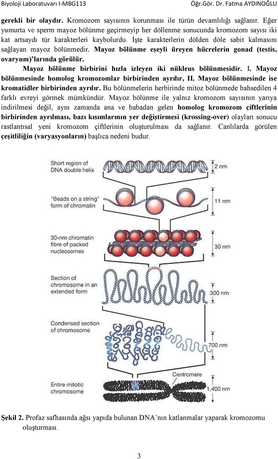 İşte karakterlerin dölden döle sabit kalmasını sağlayan mayoz bölünmedir. Mayoz bölünme eşeyli üreyen hücrelerin gonad (testis, ovaryum) larında görülür.