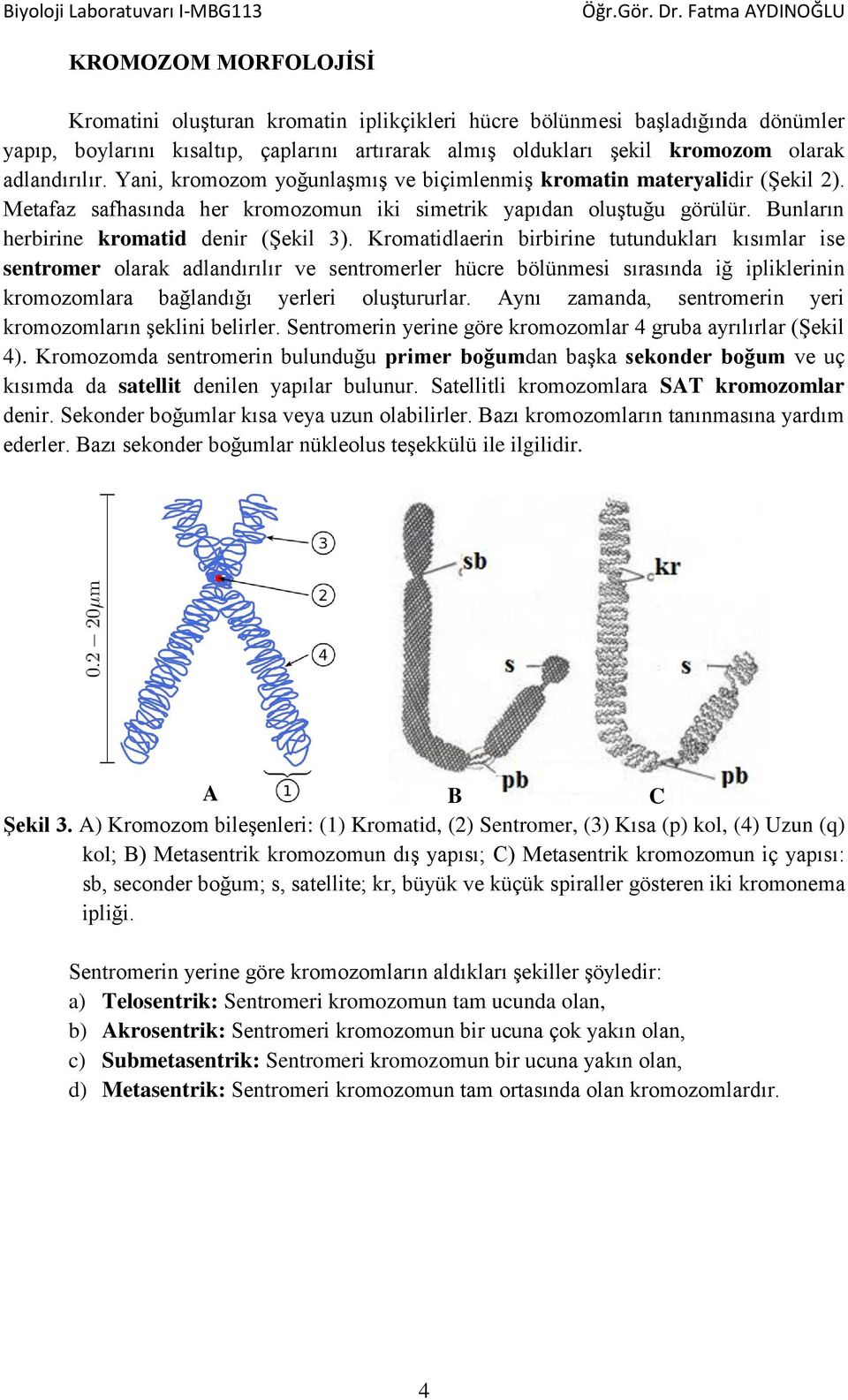 Kromatidlaerin birbirine tutundukları kısımlar ise sentromer olarak adlandırılır ve sentromerler hücre bölünmesi sırasında iğ ipliklerinin kromozomlara bağlandığı yerleri oluştururlar.