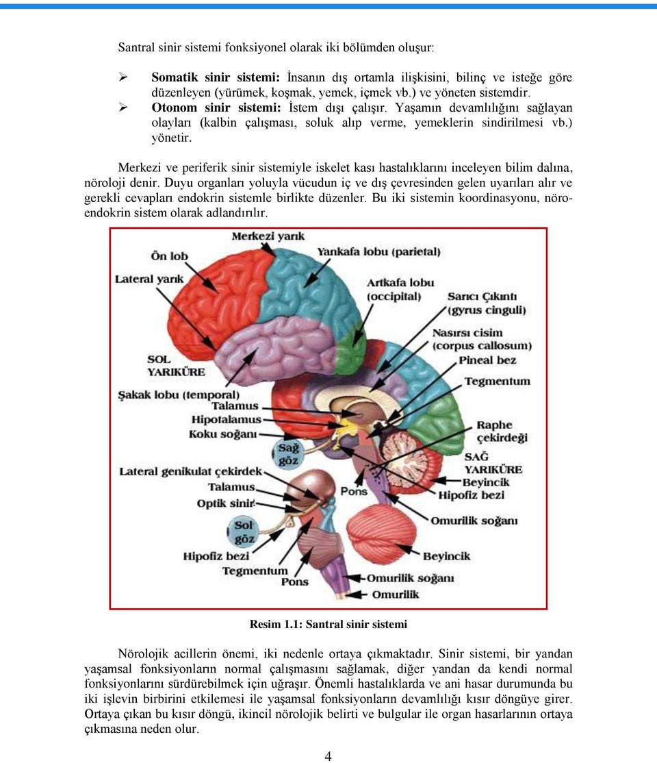 Merkezi ve periferik sinir sistemiyle iskelet kası hastalıklarını inceleyen bilim dalına, nöroloji denir.
