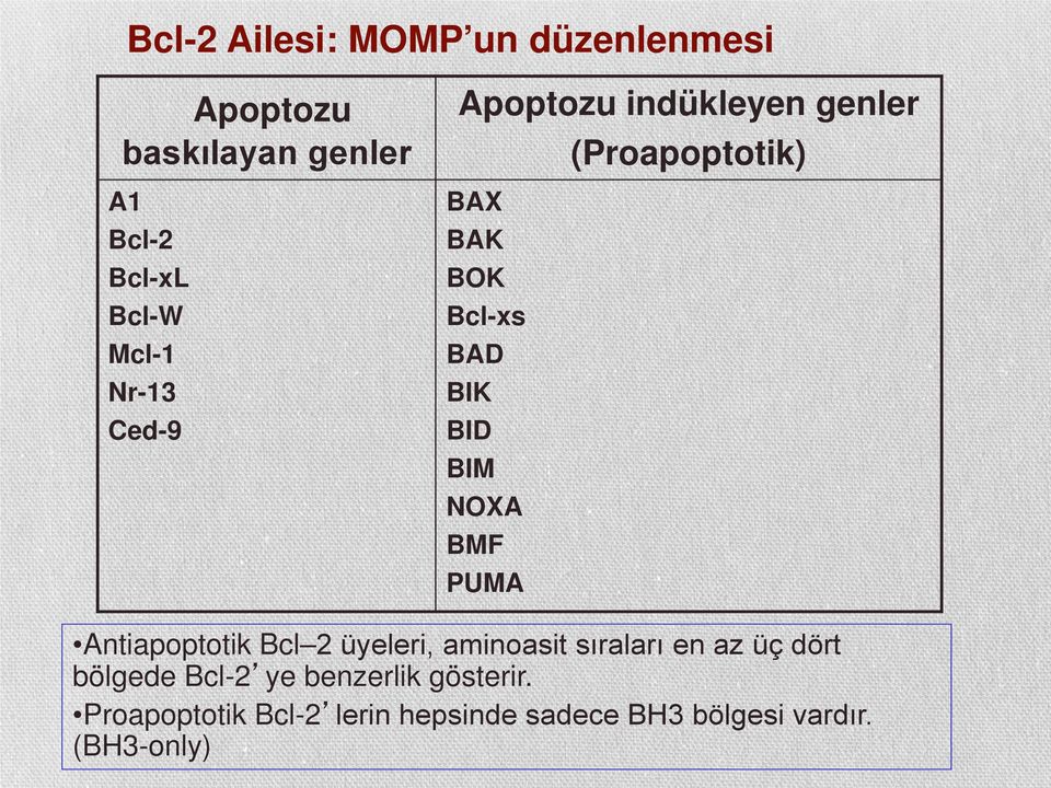 NOXA BMF PUMA Antiapoptotik Bcl 2 üyeleri, aminoasit sıraları en az üç dört bölgede Bcl-2