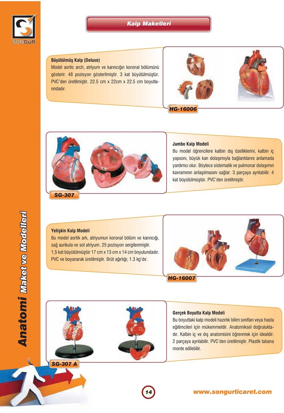 Böylece sistematik ve pulmonar dolaşımın kavramının anlaşılmasını sağlar. 3 parçaya ayrılabilir. 4 kat büyütülmüştür. PVC den üretilmiştir.