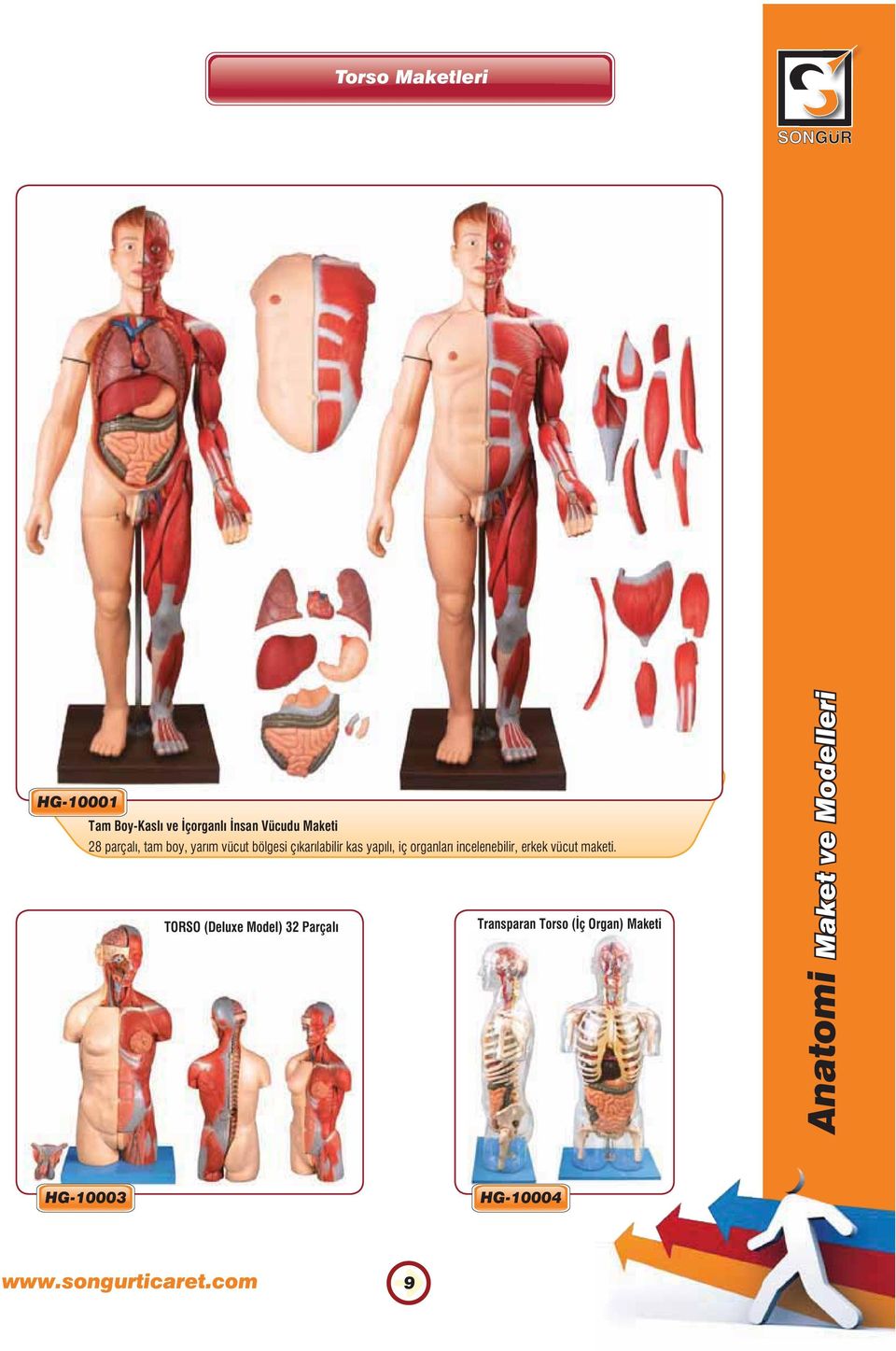 yapılı, iç organları incelenebilir, erkek vücut maketi.