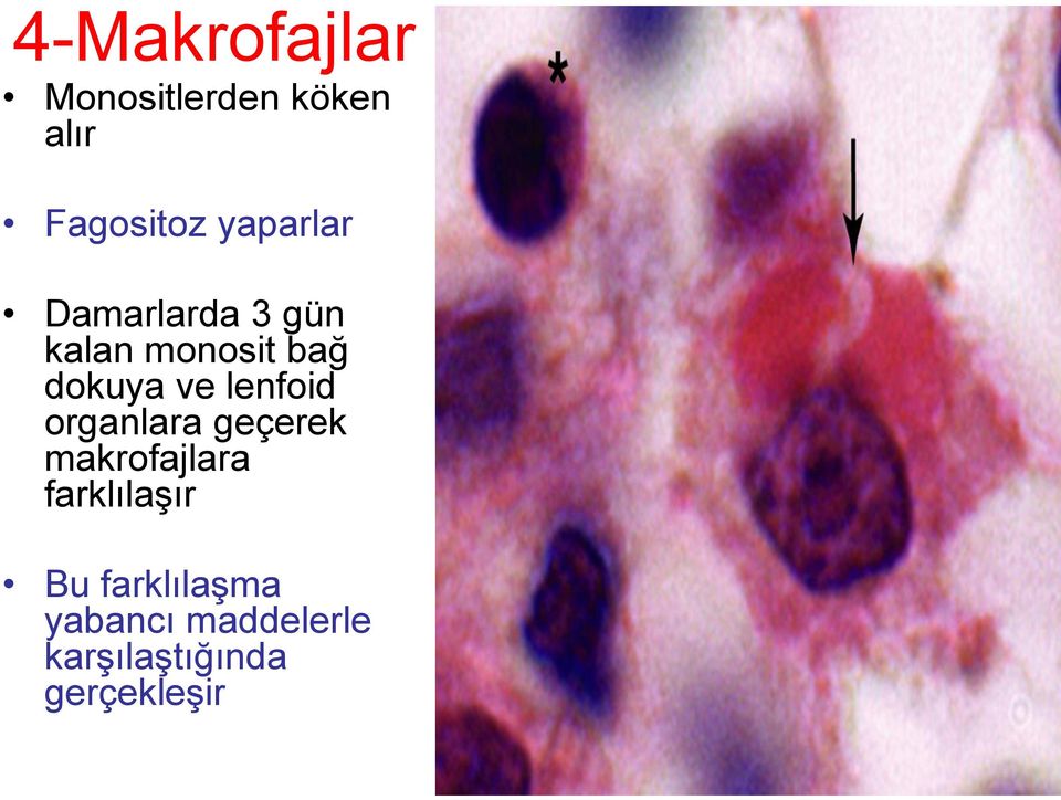 lenfoid organlara geçerek makrofajlara farklılaşır Bu
