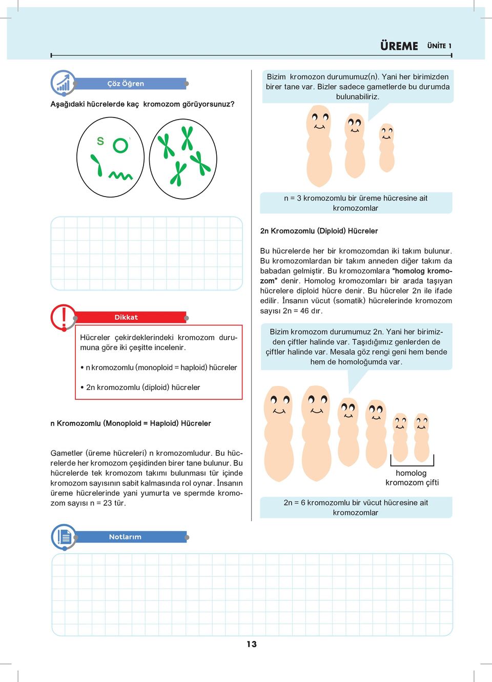 Bu kromozomlardan bir takım anneden diğer takım da babadan gelmiştir. Bu kromozomlara homolog kromozom denir. Homolog kromozomları bir arada taşıyan hücrelere diploid hücre denir.