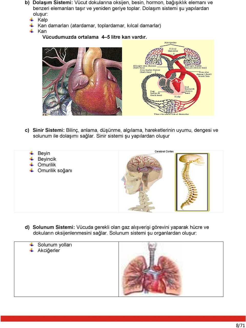 c) Sinir Sistemi: Bilinç, anlama, düşünme, algılama, hareketlerinin uyumu, dengesi ve solunum ile dolaşımı sağlar.