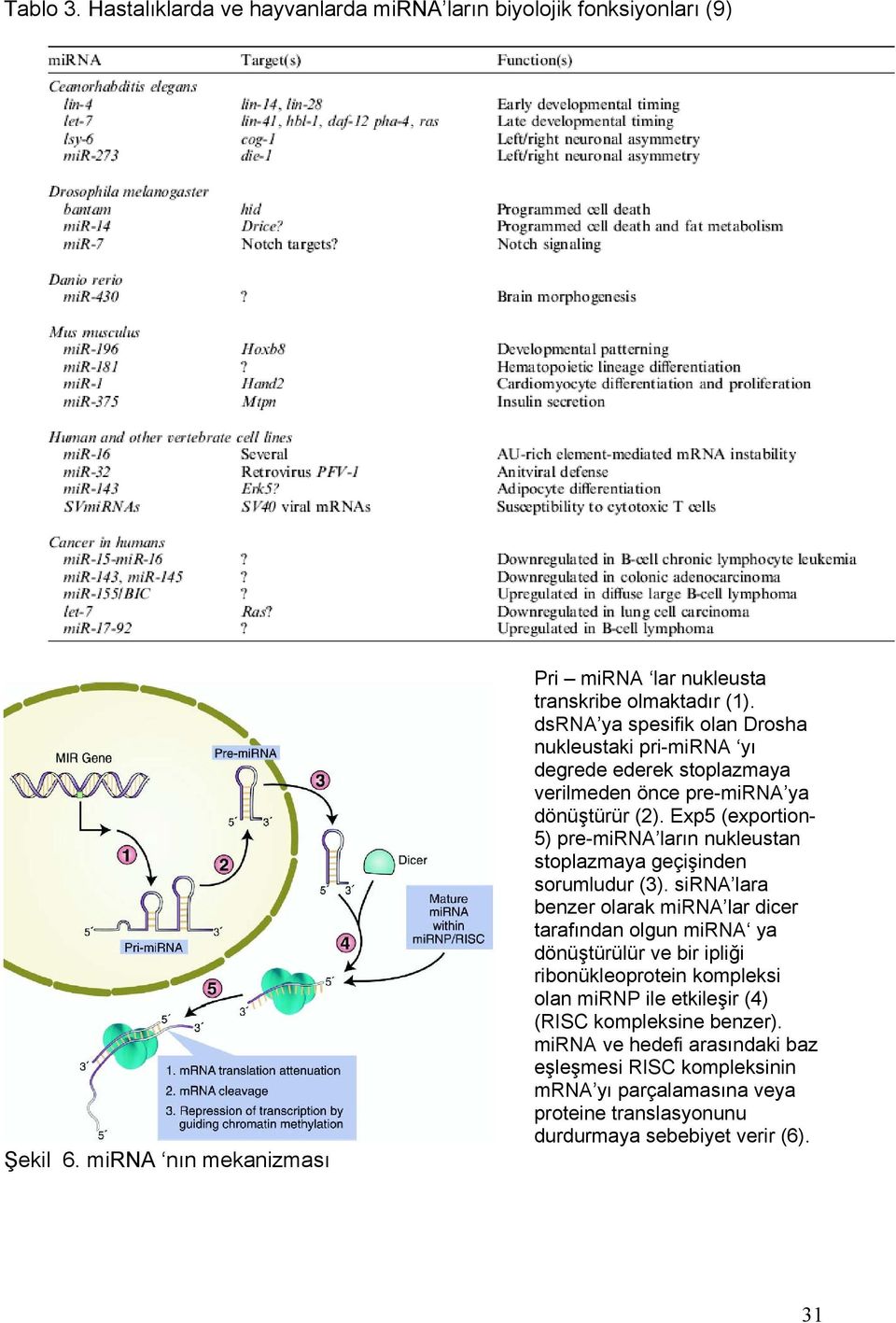 Exp5 (exportion- 5) pre-mirna ların nukleustan stoplazmaya geçişinden sorumludur (3).