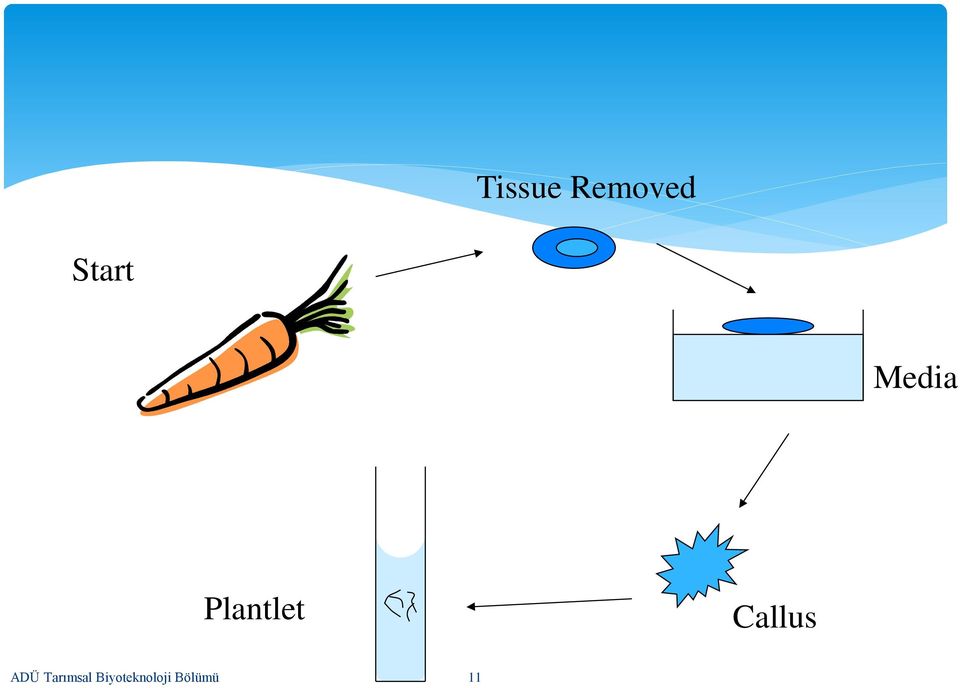 Plantlet Callus ADÜ