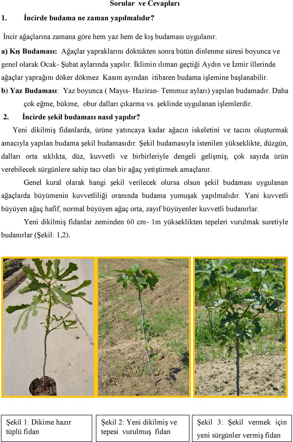 İklimin ılıman geçtiği Aydın ve İzmir illerinde ağaçlar yaprağını döker dökmez Kasım ayından itibaren budama işlemine başlanabilir.