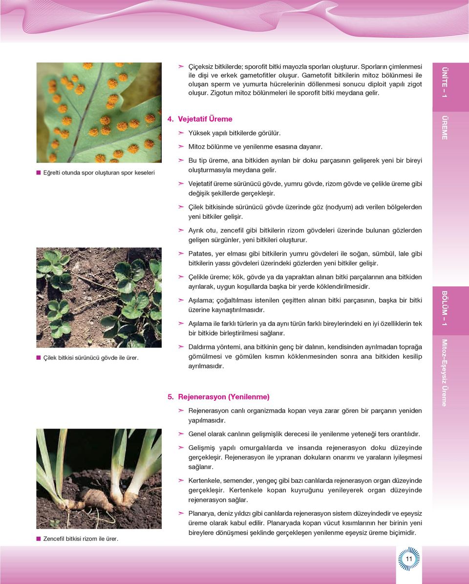 Zigotun mitoz bölünmeleri ile sporofit bitki meydana gelir. 4. Vejetatif Üreme Yüksek yapılı bitkilerde görülür. Mitoz bölünme ve yenilenme esasına dayanır.