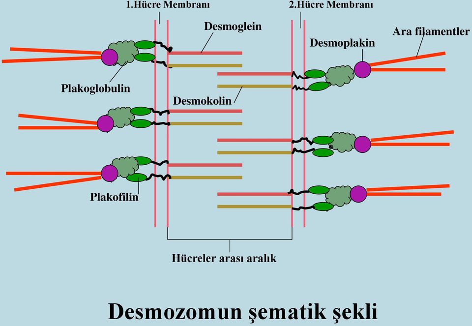 filamentler Plakoglobulin Desmokolin